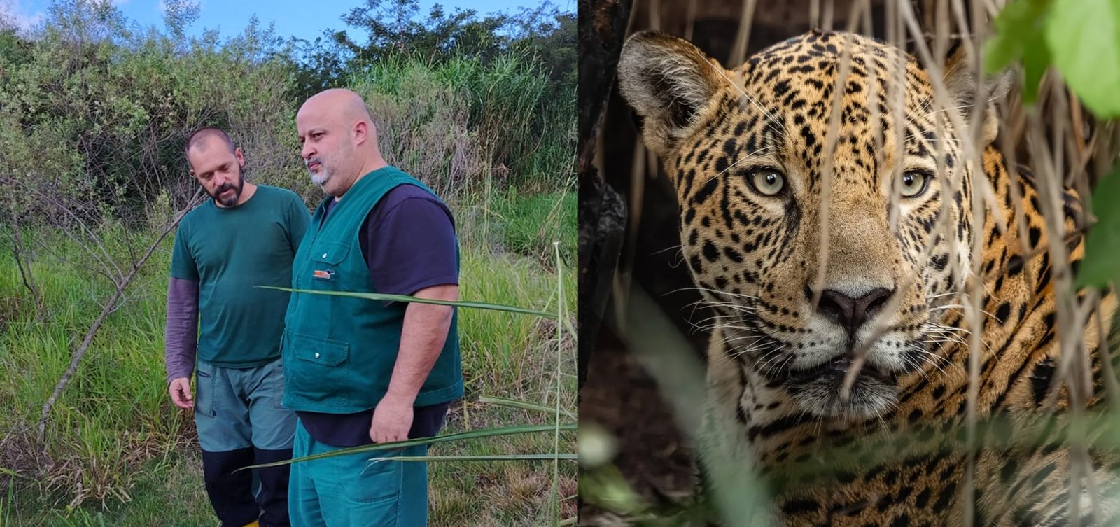 Uma onça-pintada no quintal: Professor da Unisep integra força-tarefa para captura de felino no norte do paraná